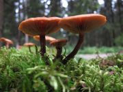 IMG 5394-mini