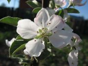 ����������� 110