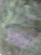IMG 4854