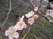 DSCF4687
