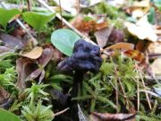 Helvella lacunosa MVK 20181013-01