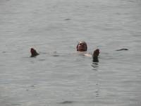   !  2007