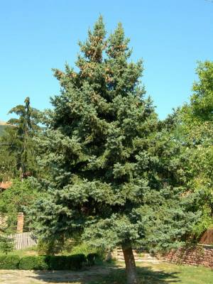 �����. ���