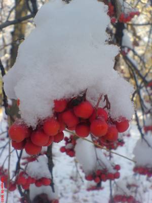 ������ � �����