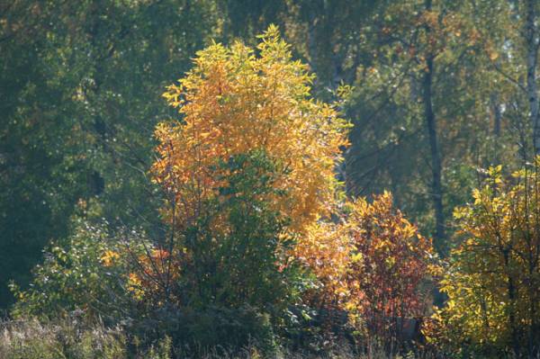 ����� � ����