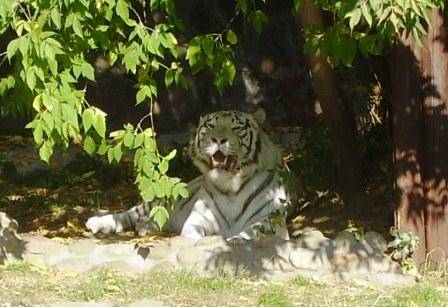 zoo