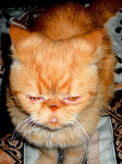 ���������� ����