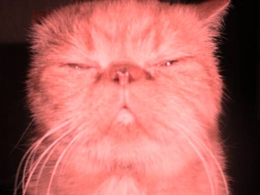 ���� ����������