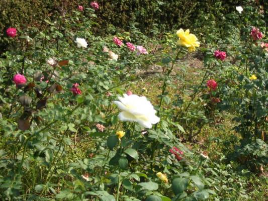 Albena-Bulgaria, ruusutarha