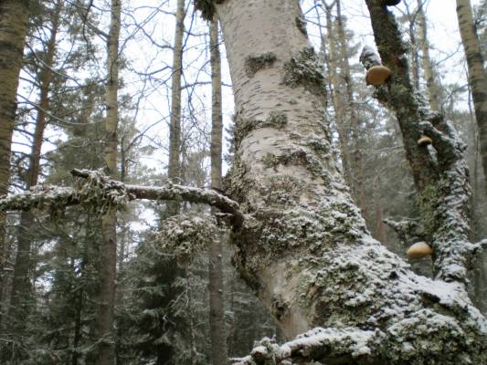 interesting moss