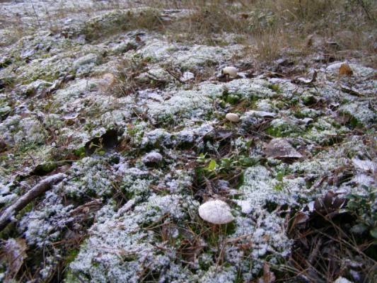 ����� ��� ������