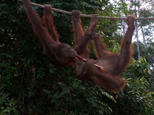 ������ ����� ������