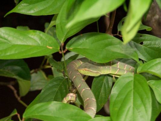 ��������� ����