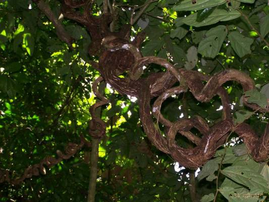 ������� ���������