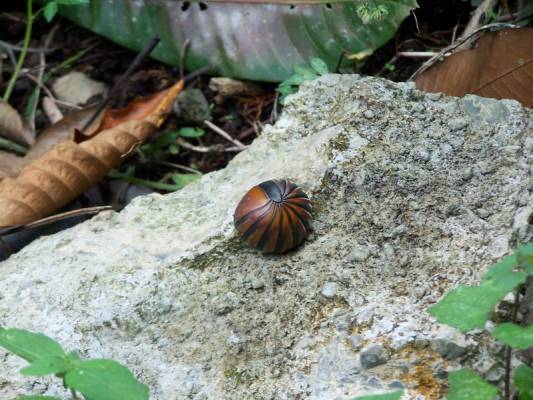 �����������, �����