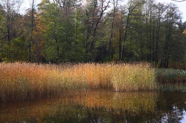 �������. ������