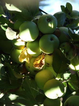 ������ �������