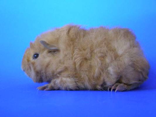 �� ���������, 1 ���