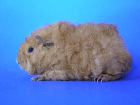 �� ������ ��������, 2