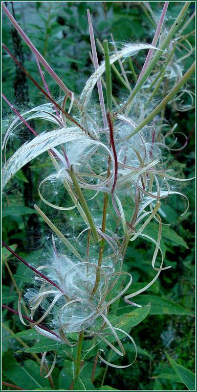 ����-��� ������.