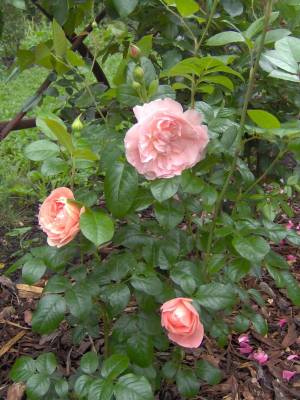 Strawberry Hill