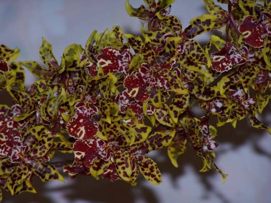 �������� ������