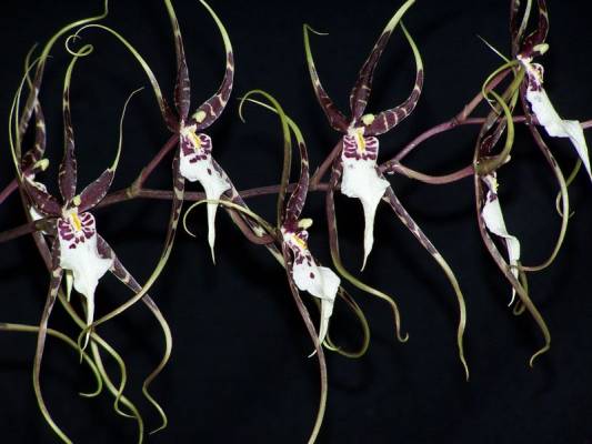 Brassia hybr. �� и�����