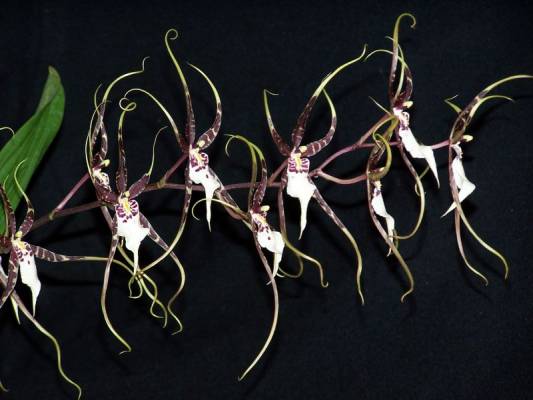 ����� ����������