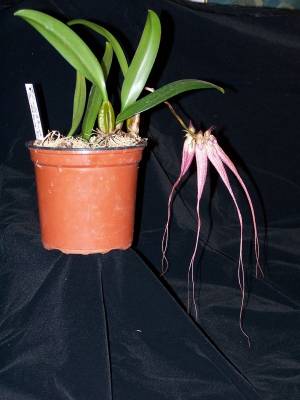 bulbophillum long legs