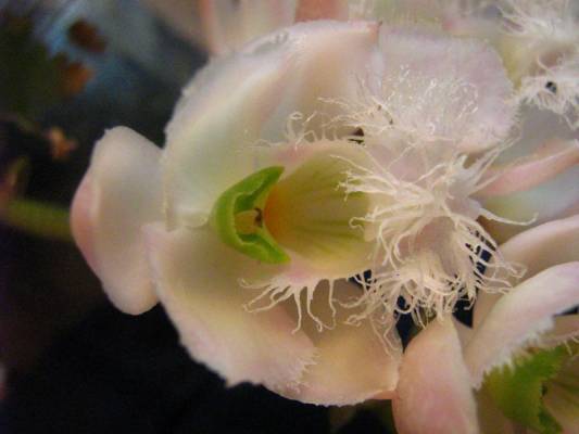 �������������� Catasetum