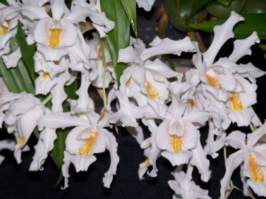 ������� ����