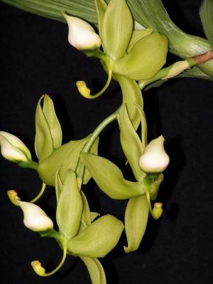 cycnodes chlorochylum