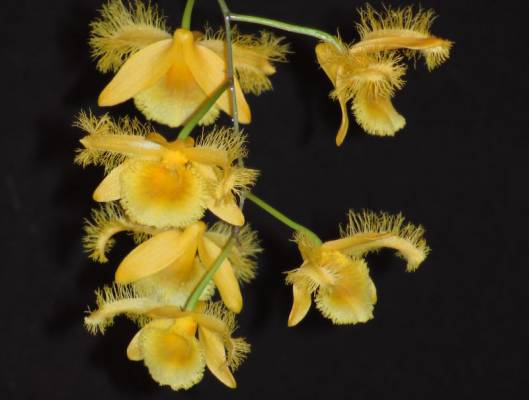 dendrobium harveyanum