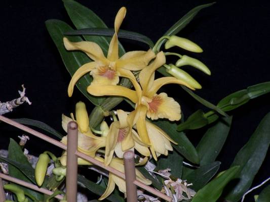 ��������� ����������