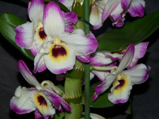 ��������� ����������