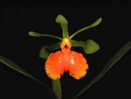 Epidendrum pseudepidendrum