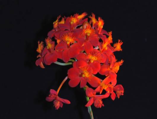 Epidendrum elongatum