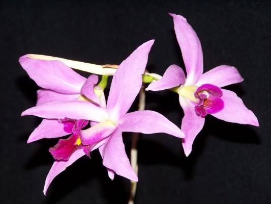 laelia anceps