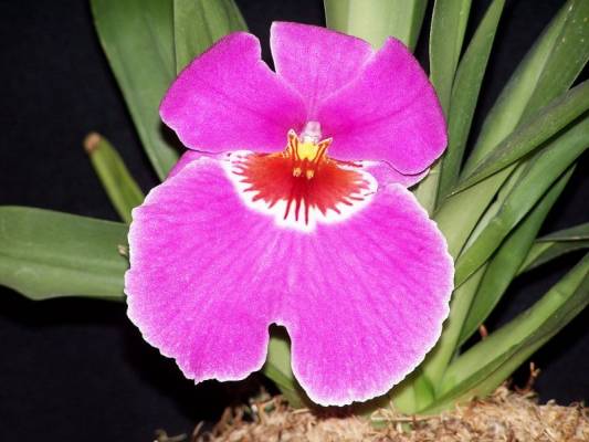 Miltonia Emotion