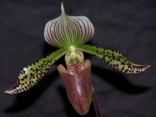 Paphiopedilum maudi