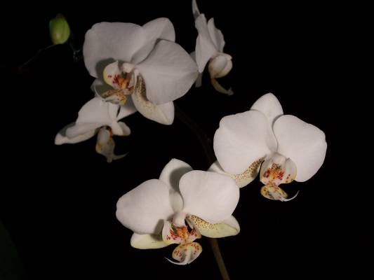 Phalaenopsis hybr. stuartiana