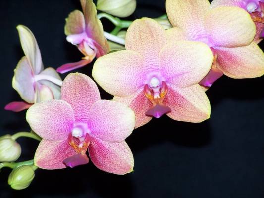 phalaenopsis hybr.