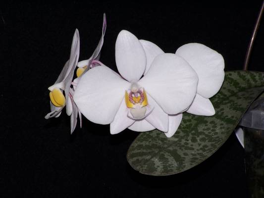 Phalaenopsis philippinnese