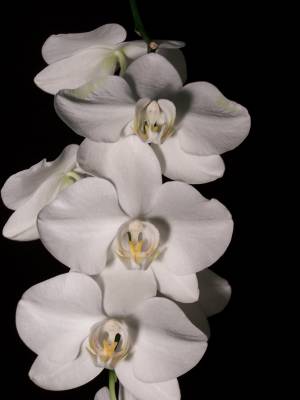 Phalaenopsis hybr.white