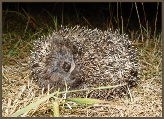 ������� �����.