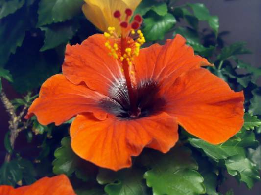 ��������� ����