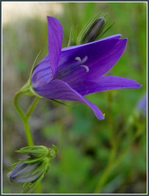 ����������� �������.