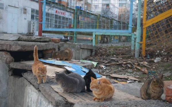 ������ ������ �������