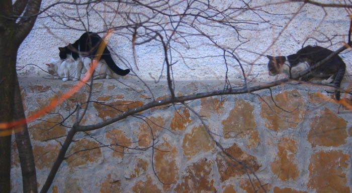 ������ ������ �������