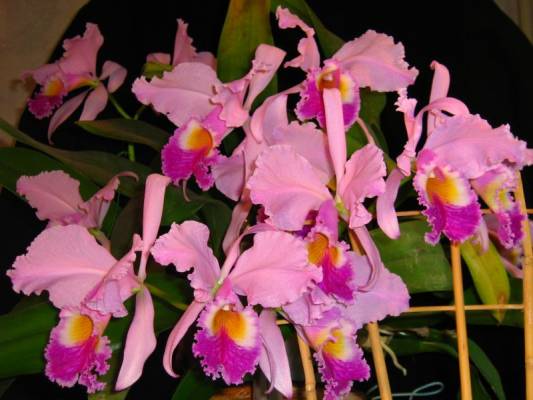 �������� �������